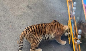 大连一动物园观光车压碎老虎下巴?涉事动物园回应